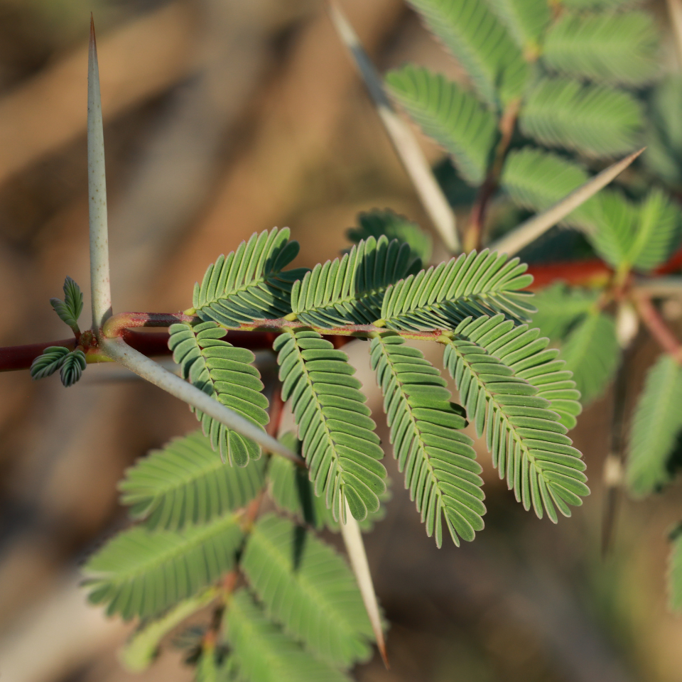Acacia Nilotica, Babul, Thorn mimosa seeds - 40