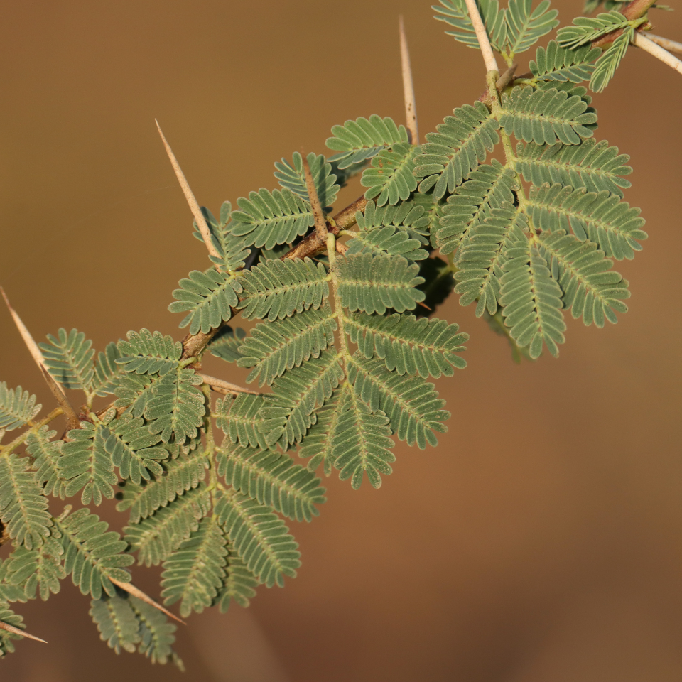 Acacia Nilotica, Babul, Thorn mimosa seeds - 40