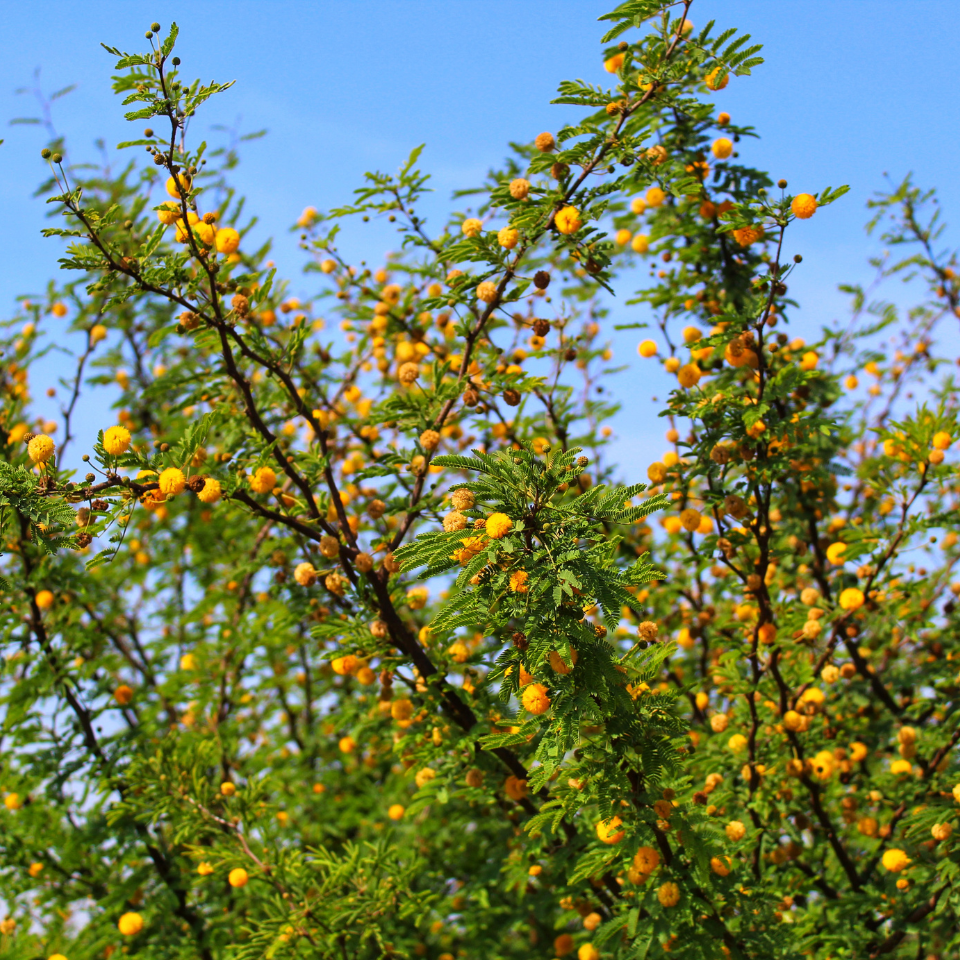 Acacia Nilotica, Babul, Thorn mimosa seeds - 40