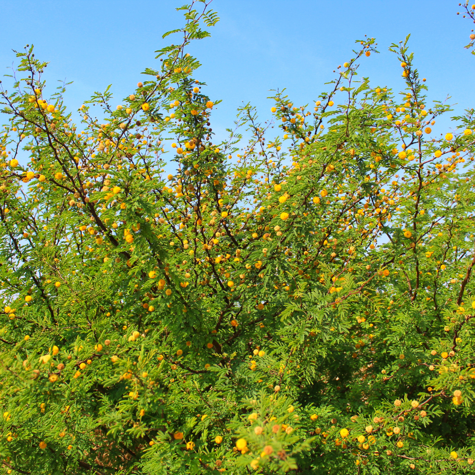 Acacia Nilotica, Babul, Thorn mimosa seeds - 40