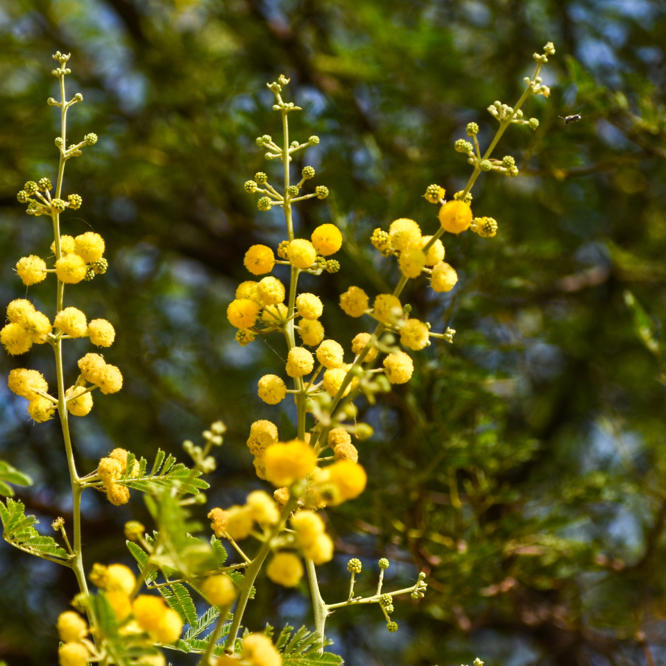 Acacia Nilotica, Babul, Thorn mimosa seeds - 40