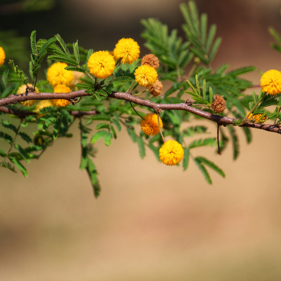 Acacia Nilotica, Babul, Thorn mimosa seeds - 40