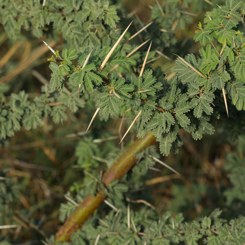 Acacia Nilotica, Babul, Thorn mimosa seeds - 40