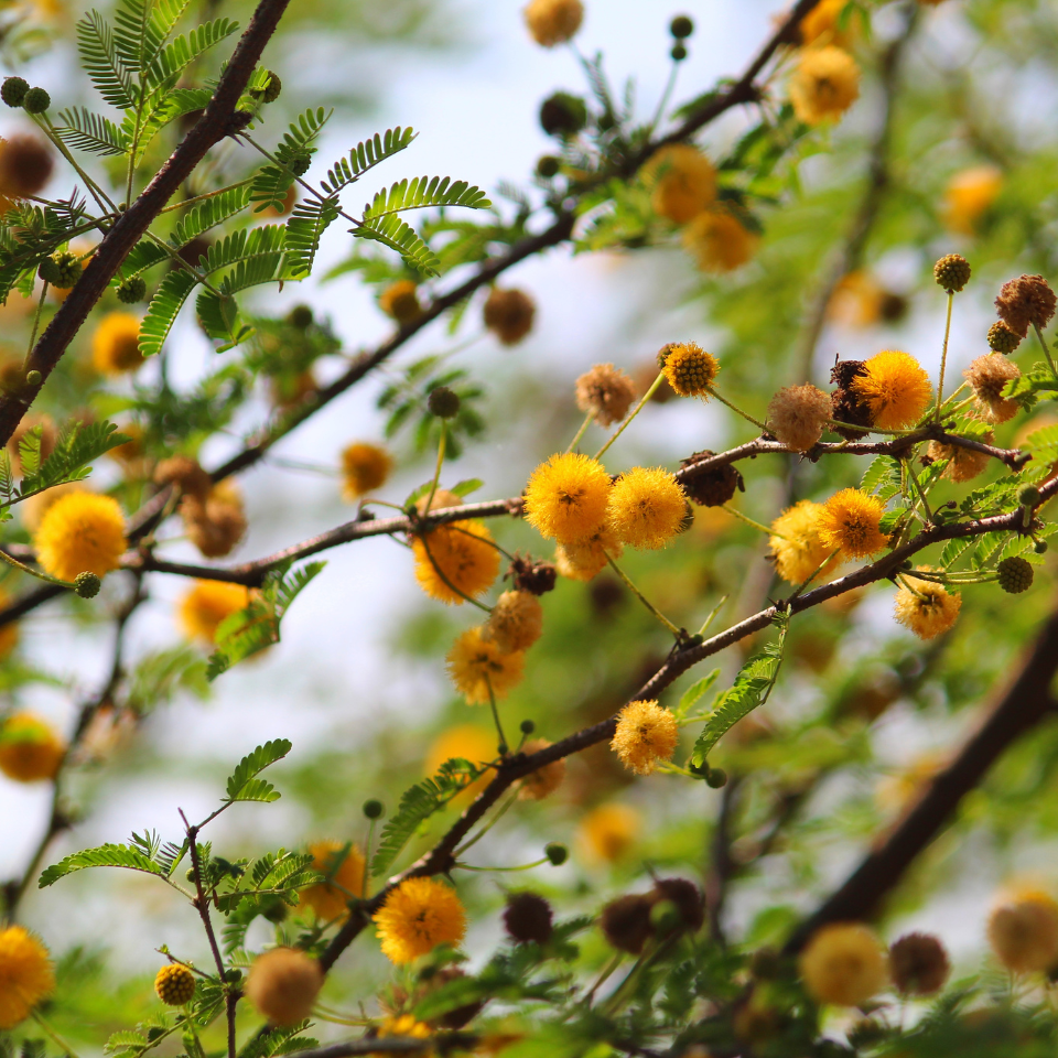 Acacia Nilotica, Babul, Thorn mimosa seeds - 40