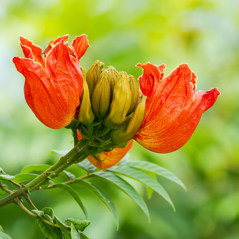 African tulip tree, Spathodea Campanulata seeds - 20