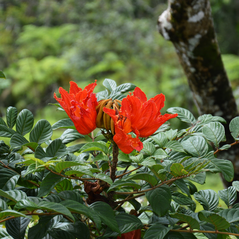 African tulip tree, Spathodea Campanulata seeds - 20