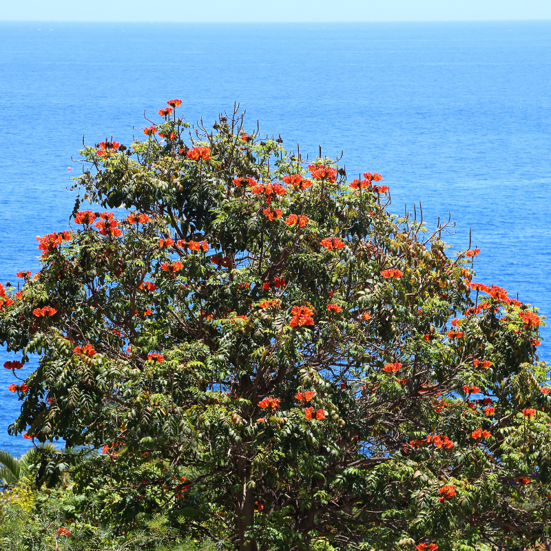 African tulip tree, Spathodea Campanulata seeds - 20