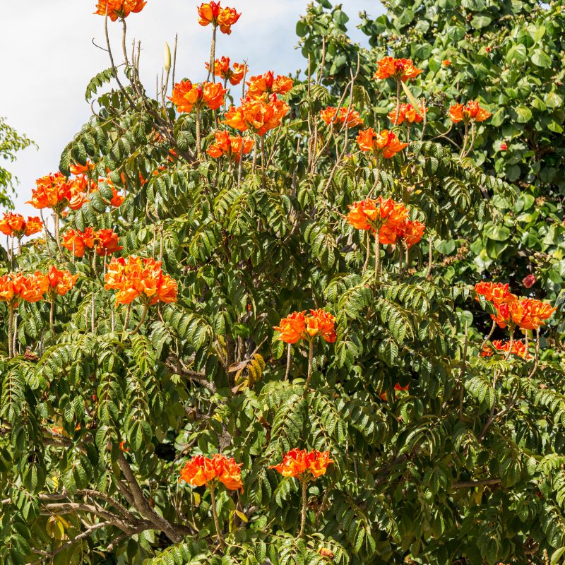 African tulip tree, Spathodea Campanulata seeds - 20