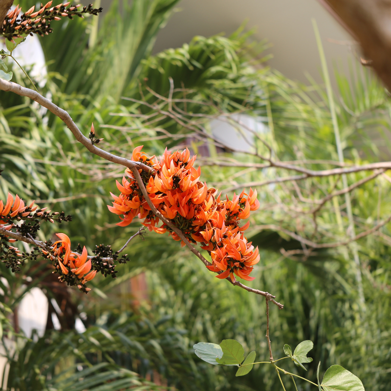 African tulip tree, Spathodea Campanulata seeds - 20