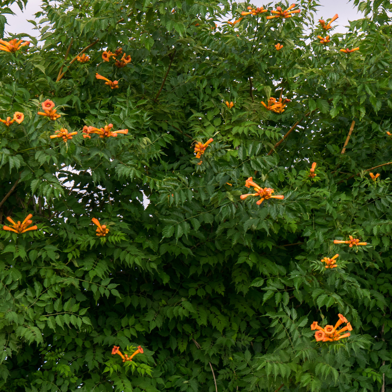 African tulip tree, Spathodea Campanulata seeds - 20