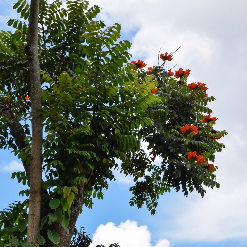 African tulip tree, Spathodea Campanulata seeds - 20