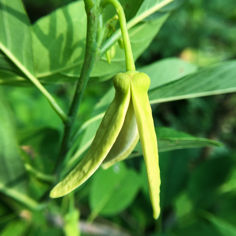 Magnolia Michelia Champaka seeds - 100