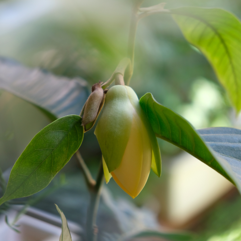 Magnolia Michelia Champaka seeds - 100