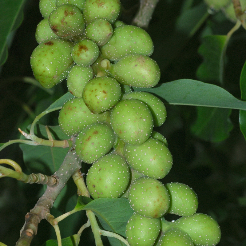 Magnolia Michelia Champaka seeds - 100