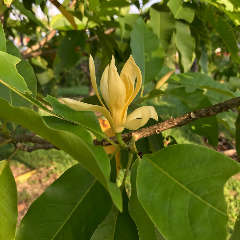 Magnolia Michelia Champaka seeds - 100