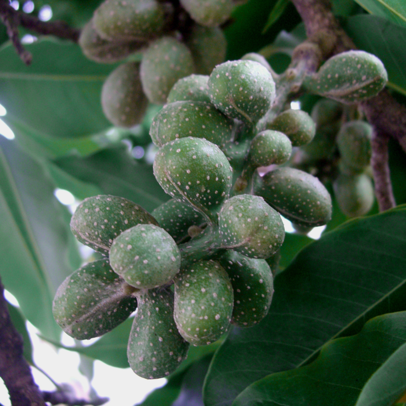 Magnolia Michelia Champaka seeds - 100