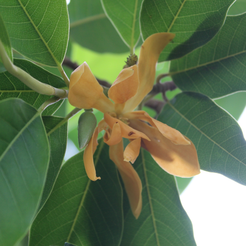 Magnolia Michelia Champaka seeds - 100