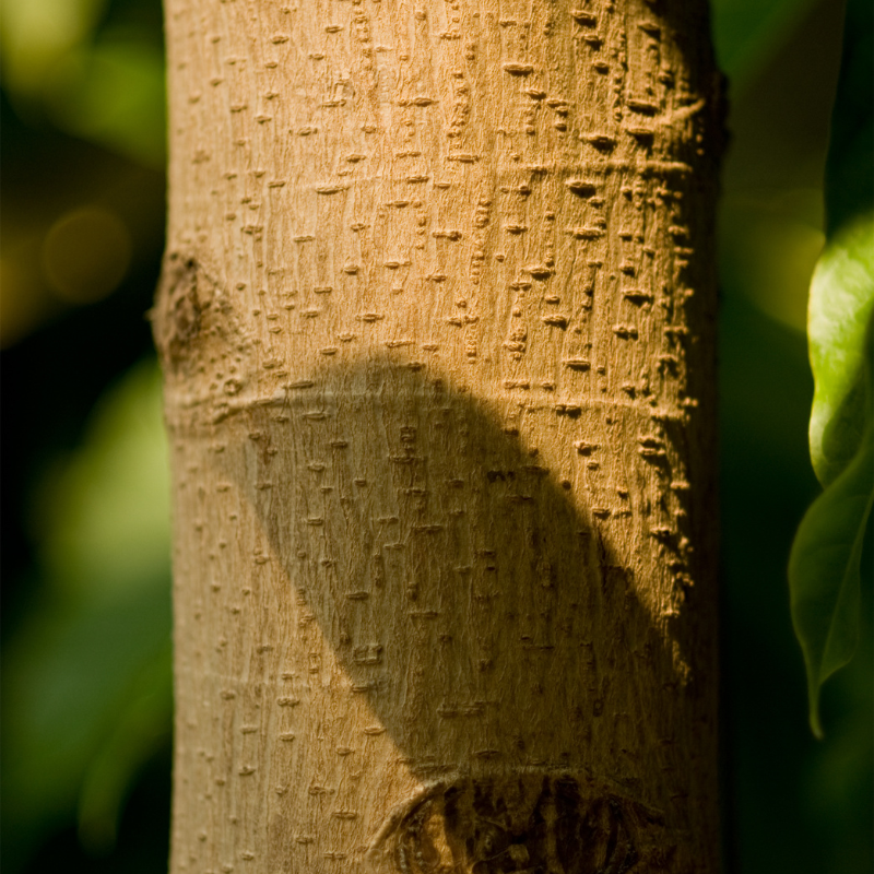 Magnolia Michelia Champaka seeds - 100