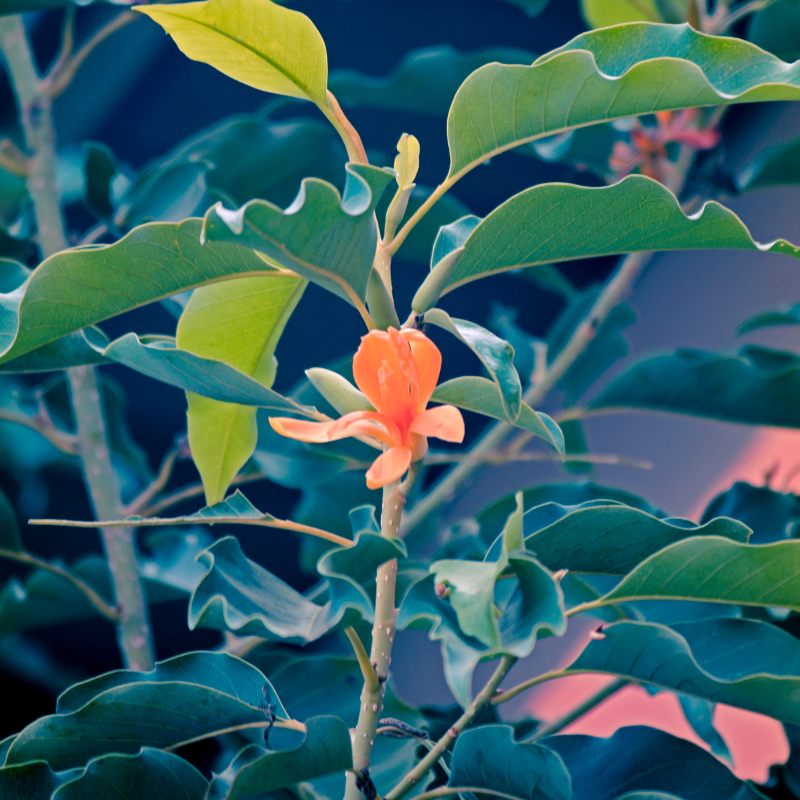 Magnolia Michelia Champaka seeds - 100