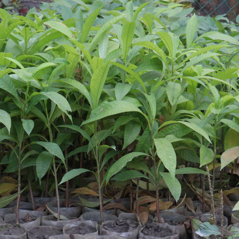 Magnolia Michelia Champaka seeds - 100