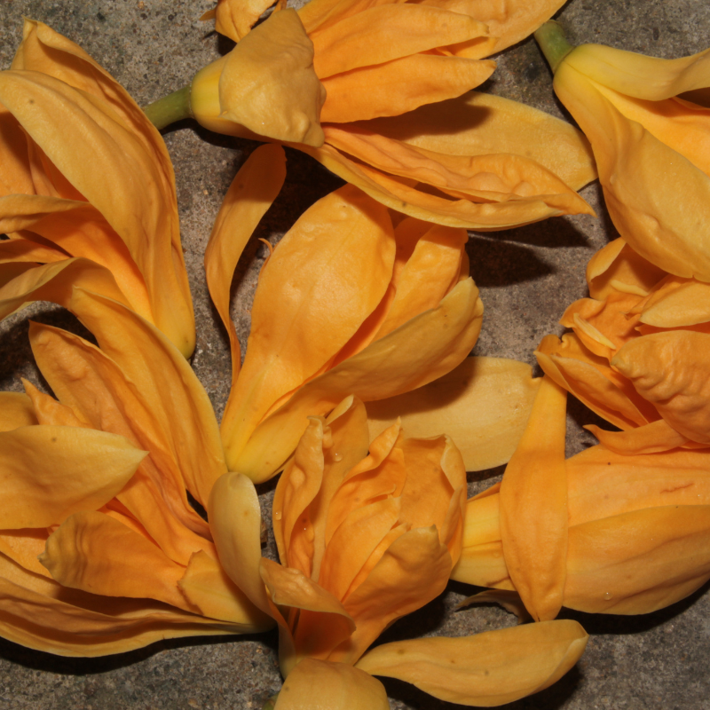 Magnolia Michelia Champaka seeds - 100