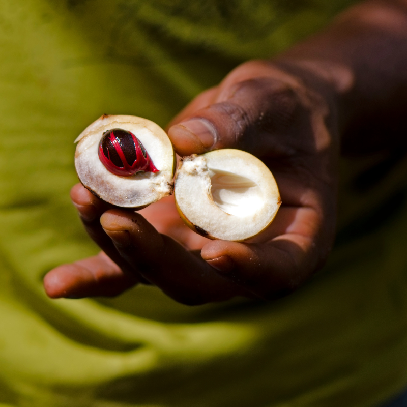 Nutmeg tree, Myristica fragrans seeds - 3