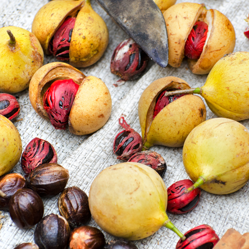 Nutmeg tree, Myristica fragrans seeds - 3