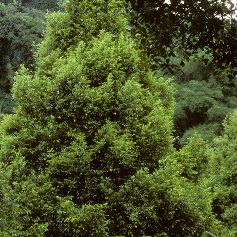 Nutmeg tree, Myristica fragrans seeds - 3