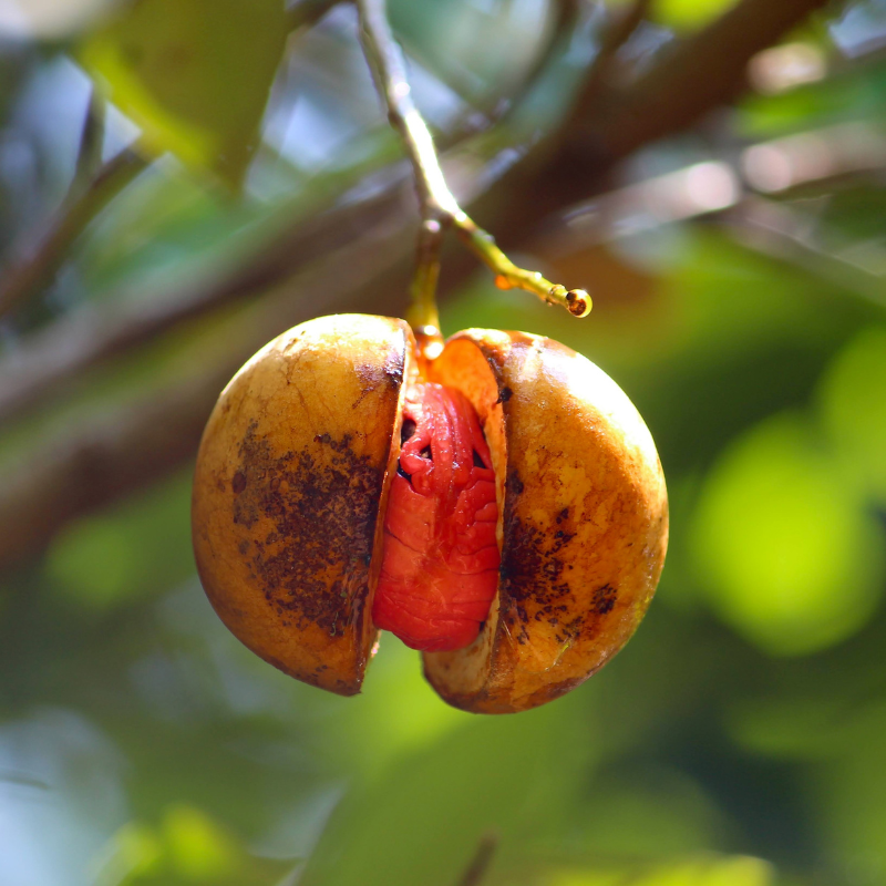Nutmeg tree, Myristica fragrans seeds - 3