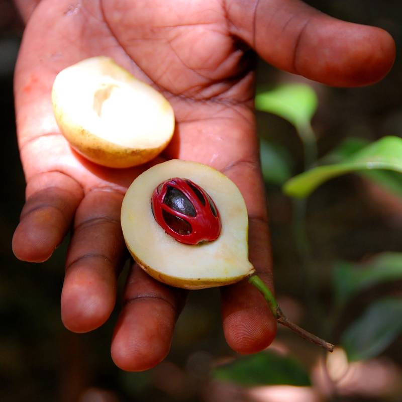 Nutmeg tree, Myristica fragrans seeds - 3