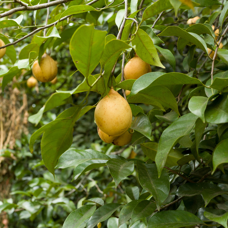 Nutmeg tree, Myristica fragrans seeds - 3