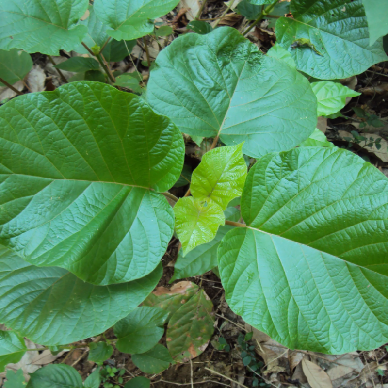 Adina cordifolia seeds - 100