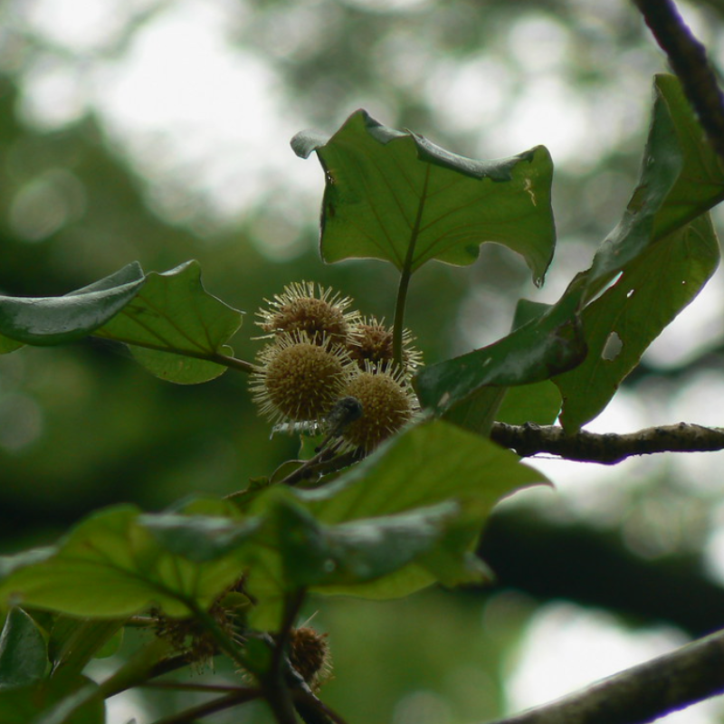 Adina cordifolia seeds - 100