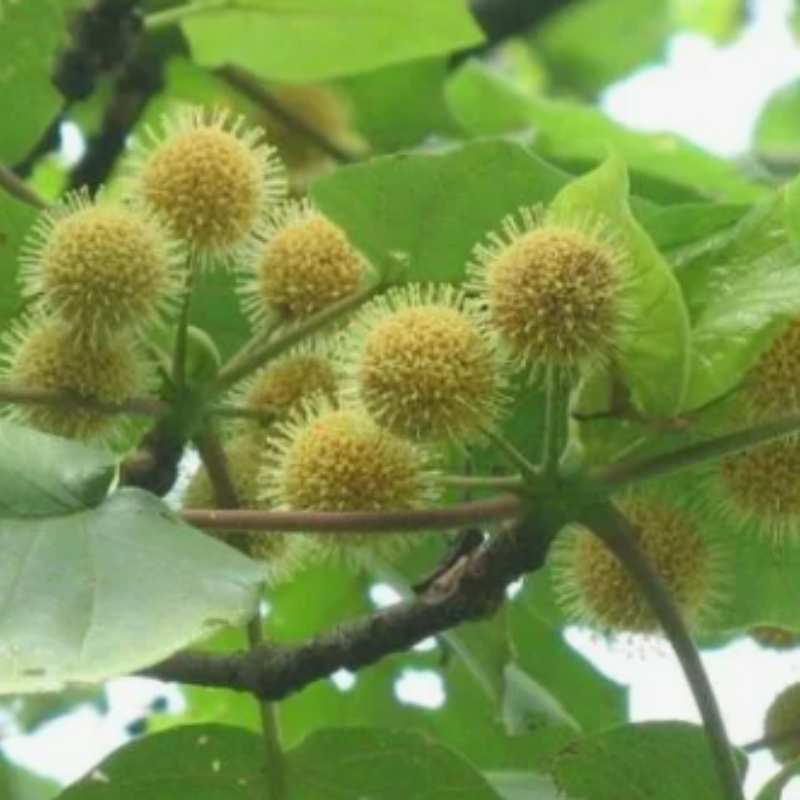 Adina cordifolia seeds - 100