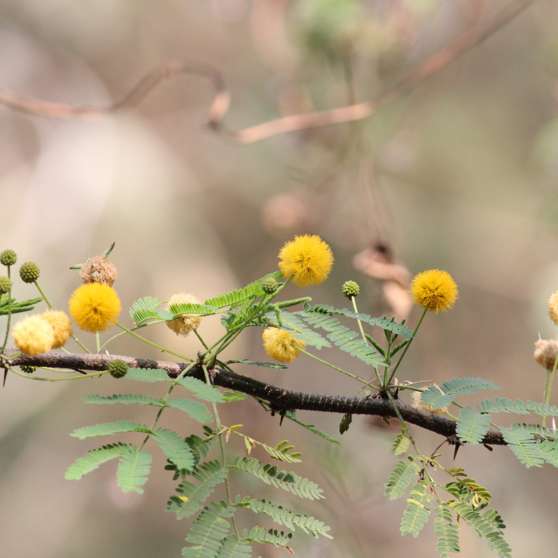 Acacia farnesiana, Mimosa farnesiana seeds - 20