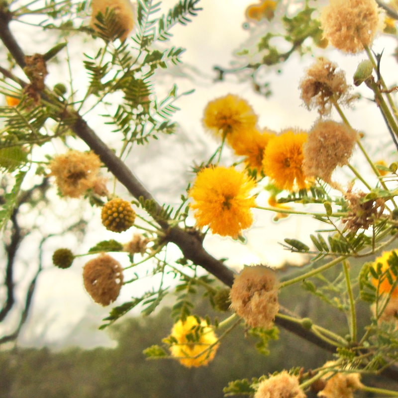 Acacia farnesiana, Mimosa farnesiana seeds - 20