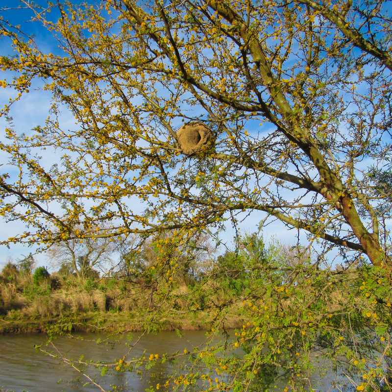 Acacia farnesiana, Mimosa farnesiana seeds - 20