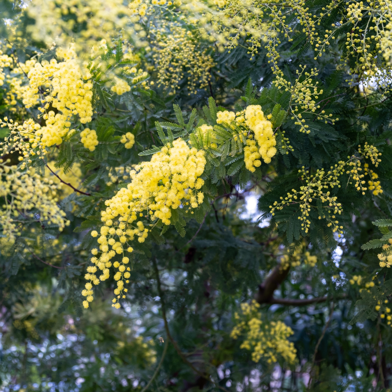 Acacia farnesiana, Mimosa farnesiana seeds - 20