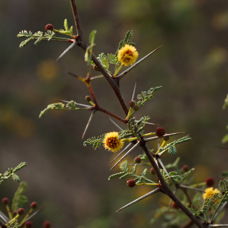 Acacia farnesiana, Mimosa farnesiana seeds - 20