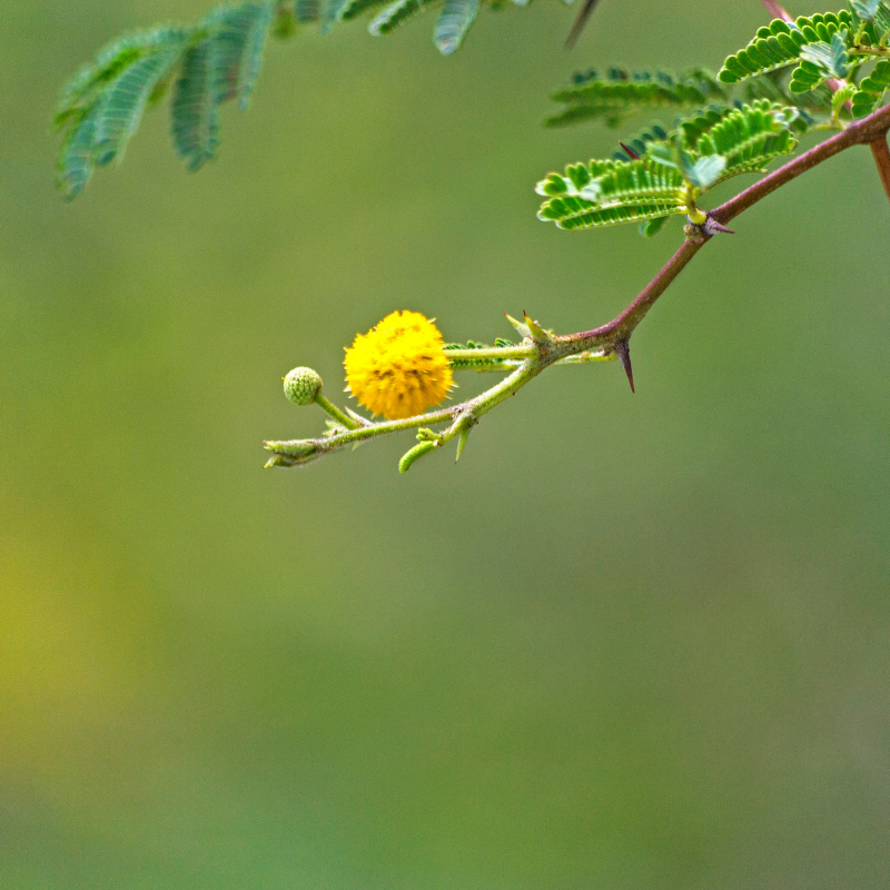 Acacia farnesiana, Mimosa farnesiana seeds - 20