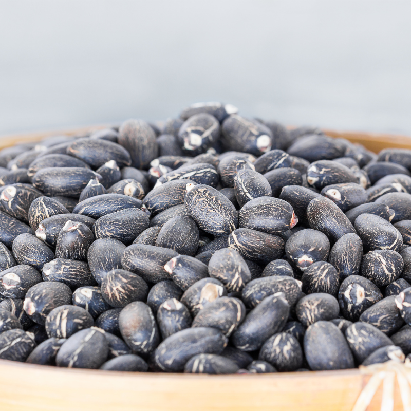 Physic nut, Barbados nut, Poison nut seeds - 5