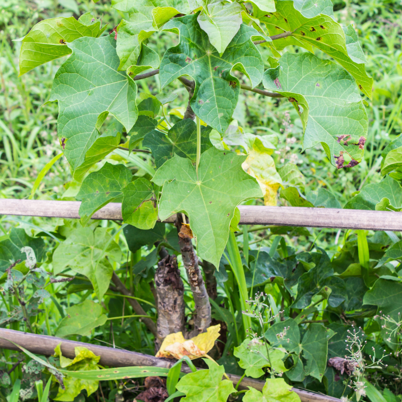 Physic nut, Barbados nut, Poison nut seeds - 5