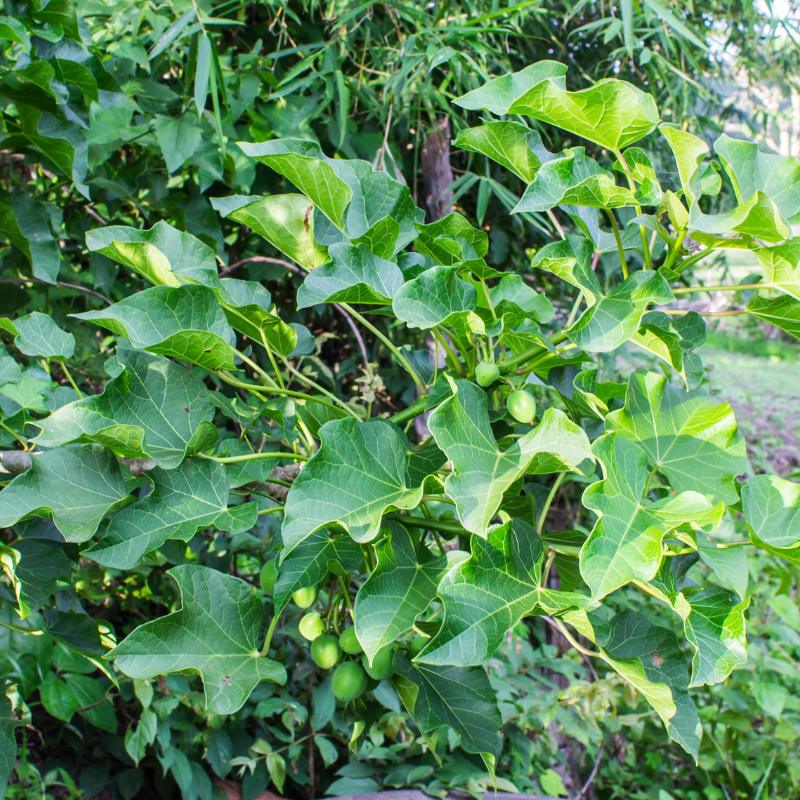 Physic nut, Barbados nut, Poison nut seeds - 5
