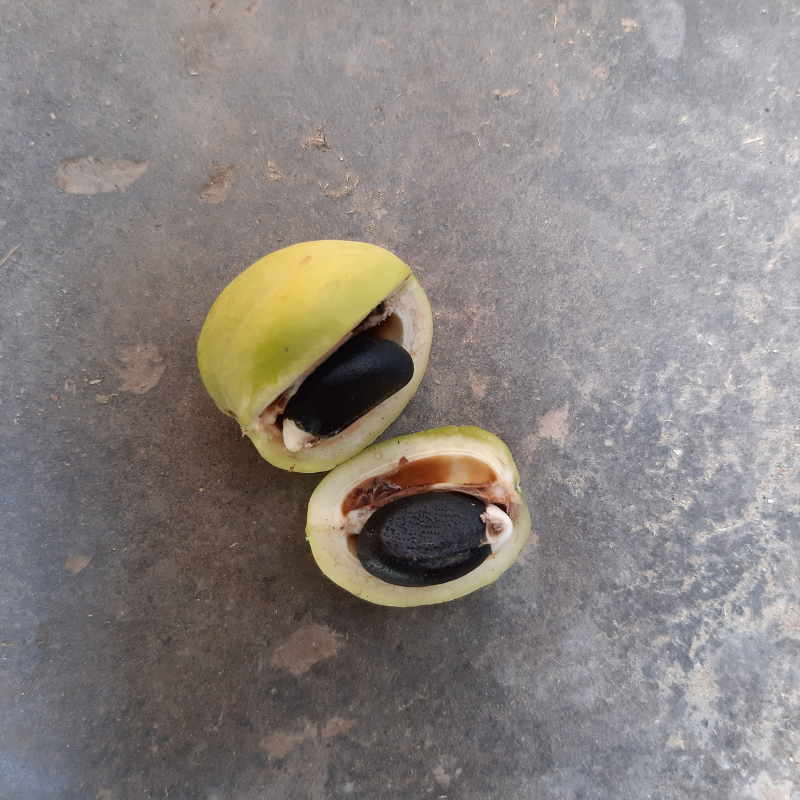 Physic nut, Barbados nut, Poison nut seeds - 5