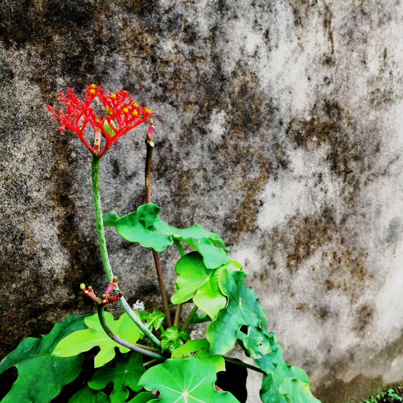Physic nut, Barbados nut, Poison nut seeds - 5