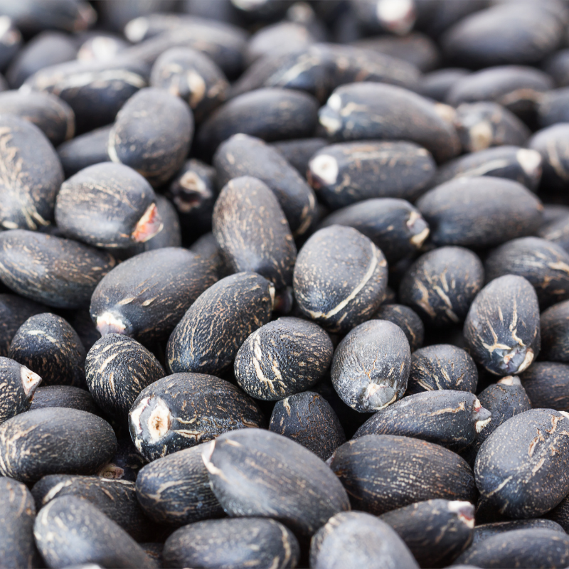 Physic nut, Barbados nut, Poison nut seeds - 5