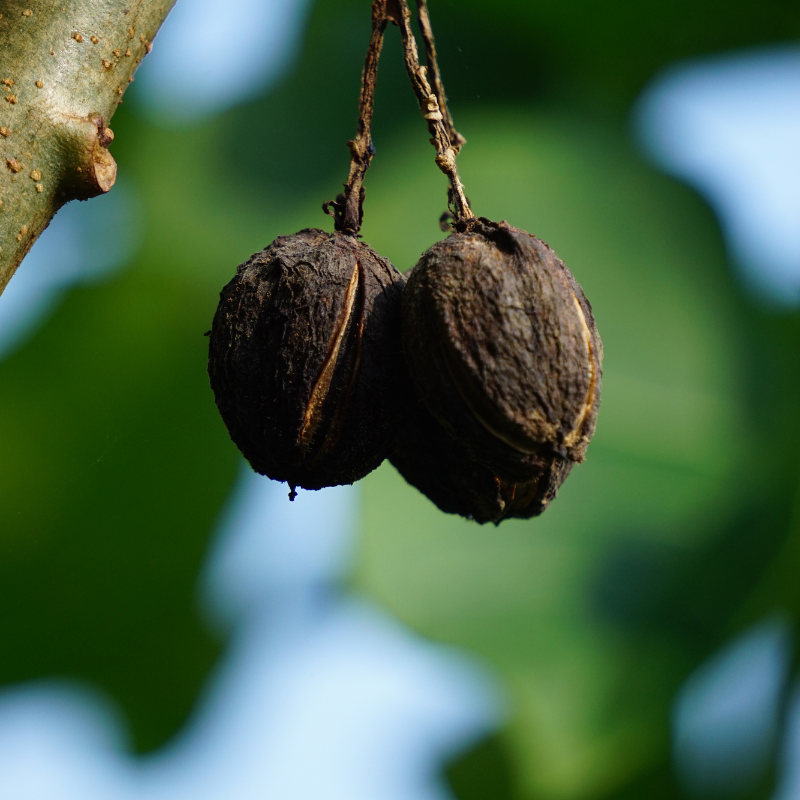 Physic nut, Barbados nut, Poison nut seeds - 5