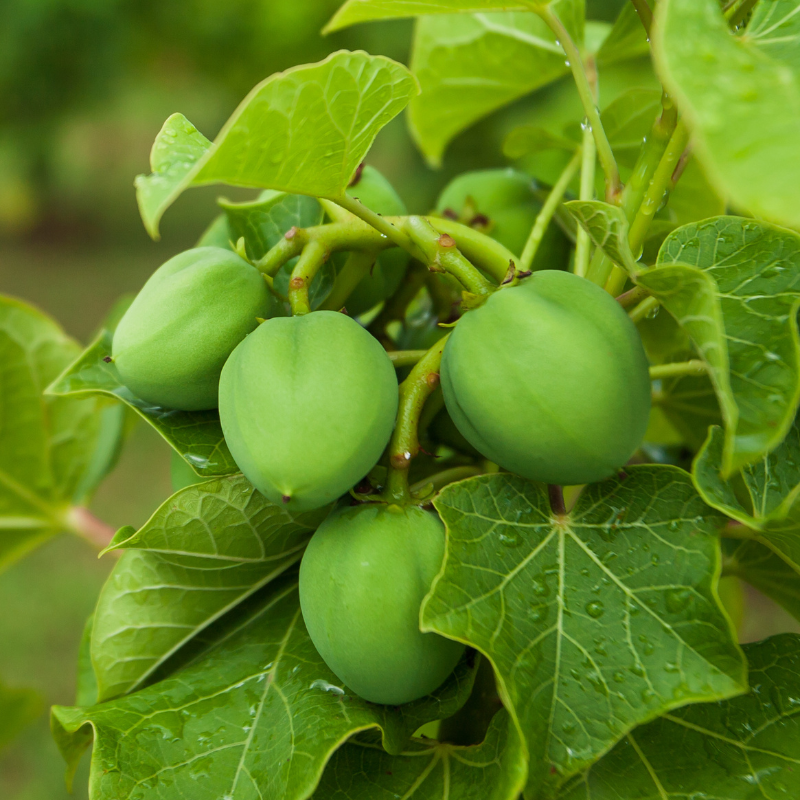 Physic nut, Barbados nut, Poison nut seeds - 5