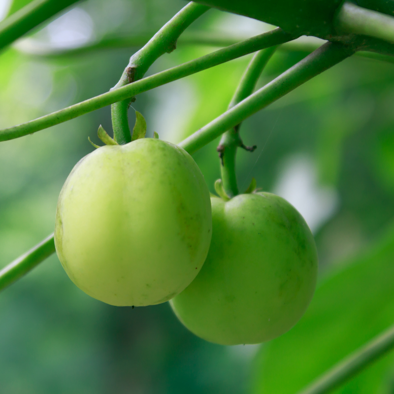 Physic nut, Barbados nut, Poison nut seeds - 5