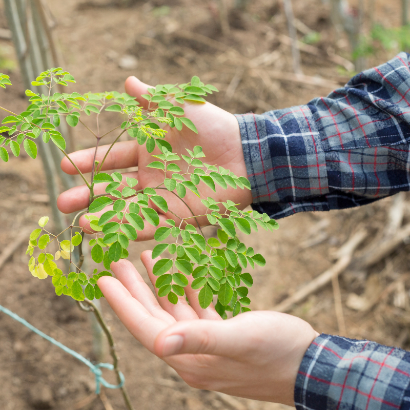 Drumstick, Moringa seeds - 30